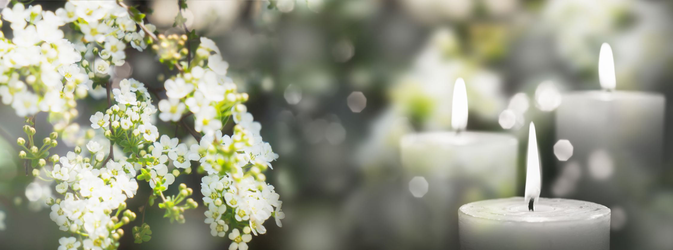 white flowering branch and 3 white candle lights outside in a garden, floral concept with burning candles decoration for contemplative athmosphere background